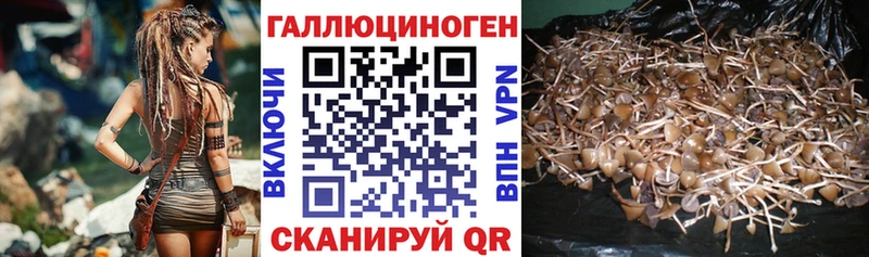 OMG вход  Трубчевск  Псилоцибиновые грибы Cubensis 